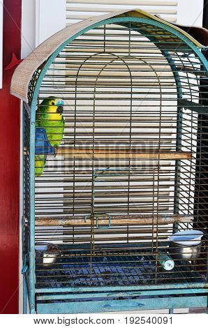 Small parrot in a cage. Costa Nova Beira Litoral Portugal Europe