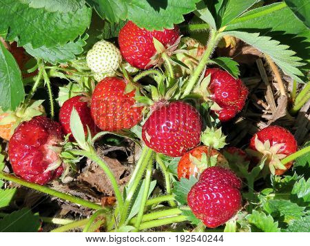 Strawberry bush on field in Markham Canada June 24 2017