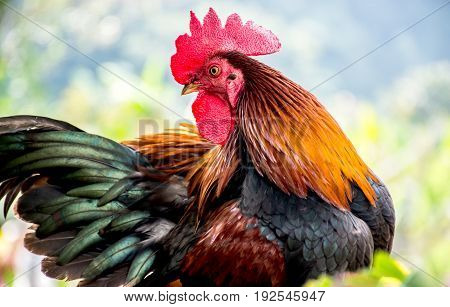 Chicken in the farm for thanksgiving day