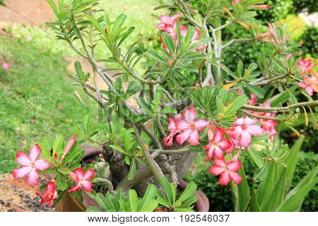 Pink desert rose flower in the pant