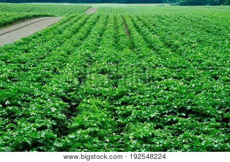 Potato field monoculture. Ecological agriculture. Perspective view