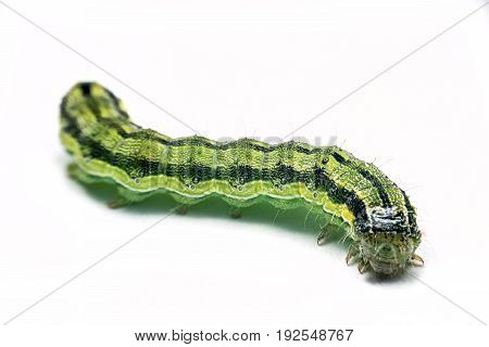 Green caterpillar probably (Autographa gamma) isolated on white background macro photography