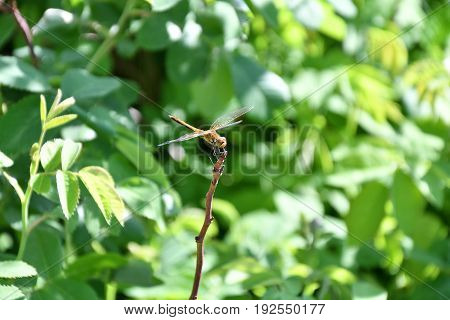 Dragonfly (lat. Odonata)