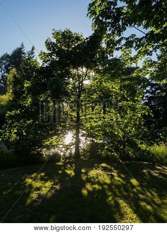 Glorious sun wrapping tree in light in park