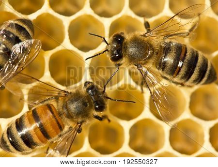 Bees build honeycombs. They work in a team.