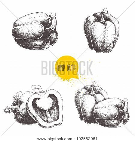 Hand drawn illustration set of bell peppers isolated on white background. Sketch style vector capsicums. Health eco food fresh farm drawing.