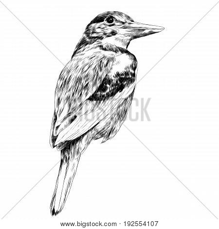 bird Alcyone sketch vector graphics black and white drawing