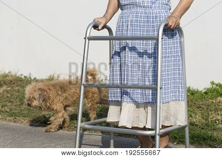 senior woman using a walker cross street with dog