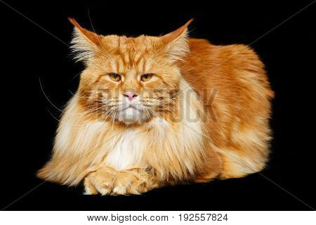 beautiful big maine coon cat. Copy space. Studio shot on black background.