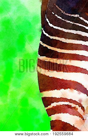 Digital watercolor painting of the back view of one half of an Okapi bottom showing the beautiful stripes with blurred green grass and shrubs in the background and space for text.