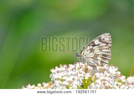Melanargia galathea. Marbled white butterfly in natural habitat.. Butterfly on a Sambucus ebulus flowers