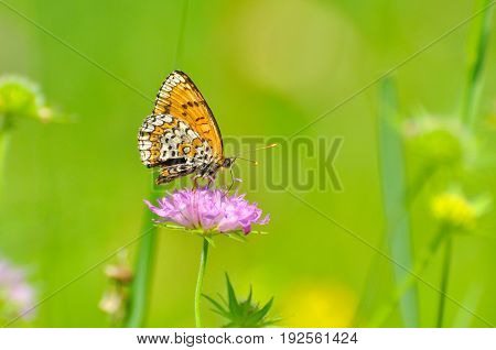 Melitaea cinxia, Glanville Fritillary butterfly on wild flower. Colorful butterfly isolated on green meadow