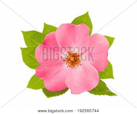 Dog Rose (rose Hip)