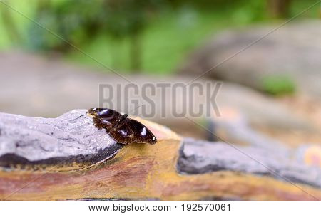 Black butterfly on wooden branch in a park