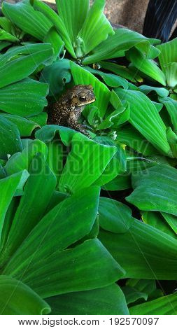 Frog hidden on water plant pond alone
