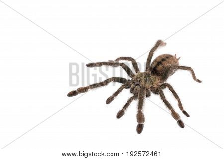 Spider Cyclosternum Davus Fasciatum on white background