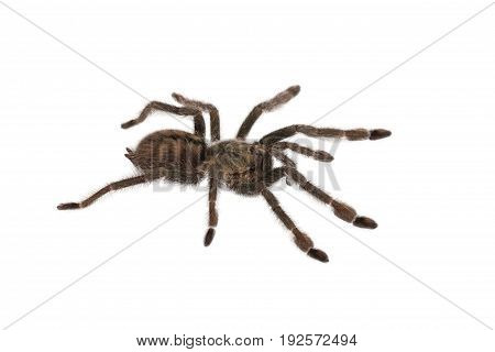 Spider Cyclosternum Davus Fasciatum on white background