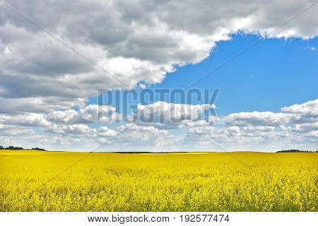Wide angle view of a beautiful field of bright yellow canola or rapeseed in front of a forest.