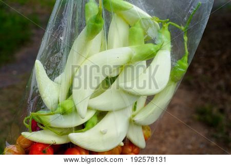 Vegetable Humming Bird Sesban Agasta In Plastic Bag