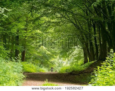walking the dog through the beechwood forest in springtime