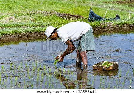 Ubud Bali Indonesia - July 29 2013. An unidentified man works in rice plantation. The process of planting rice by hand. Rice fields in Bali