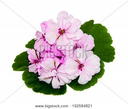 A Geranium Flower And Leaves Against A White Background