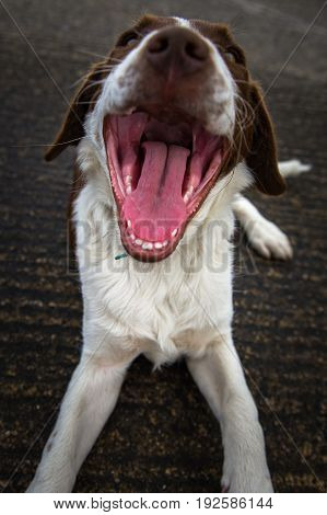 Springer Spanial / Collie with mouth open