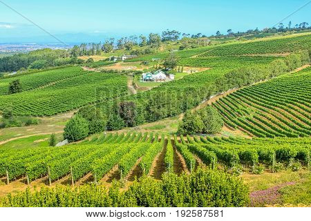 Aerial view of farm winery in green grapevine in Constantia, Cape Town, South Africa. The Constantia Wine Valley is the most spectacular wine experience in the world with a unique blend of wine.