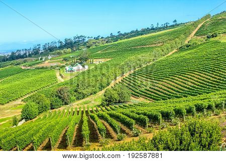 Aerial view of a farm winery in green grapevine. Vineyards landscape in Constantia valley, South Africa, Western Cape, famous Wine Route near Cape Town.