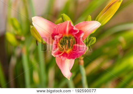 a pink and red lily that is starting to open