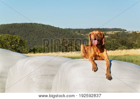 Rural scene with hay bales wrapped in plastic film. Hay bales in plastic. Summer work on an agricultural farm