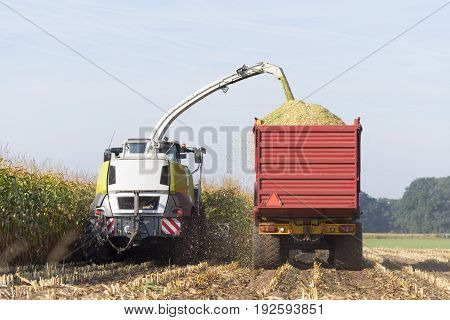 corn being harvested at the end of a long summer