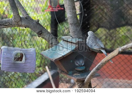 Birds in the cage with the nature