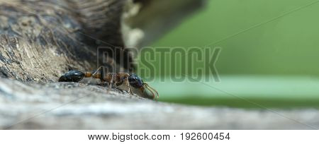 Ant on dead tree and blurry green background.