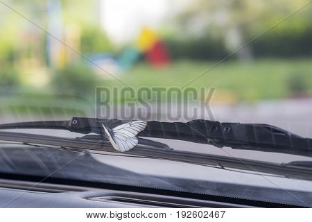 butterfly on the glass in the car