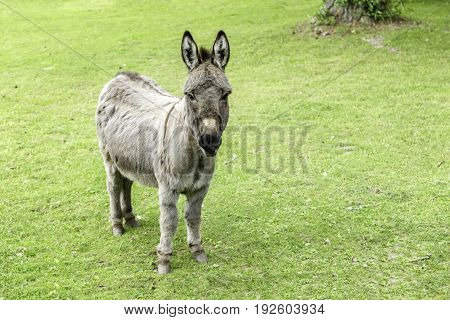 Dunkey portrait in village looking at you.