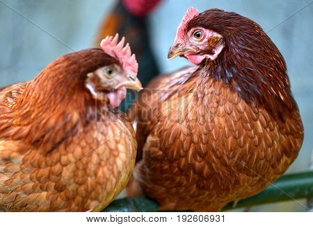 Hen Young Hybrid Chicken In Livestock Farm
