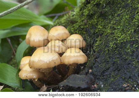 Sheathed woodtuft on an old stump close up