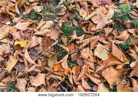 Dry yellow leaves on the ground with grass. Photo can be used as a whole background.