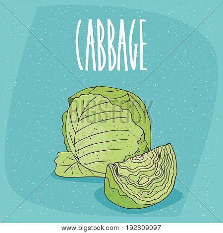 Isolated Ripe Green Cabbage Vegetable