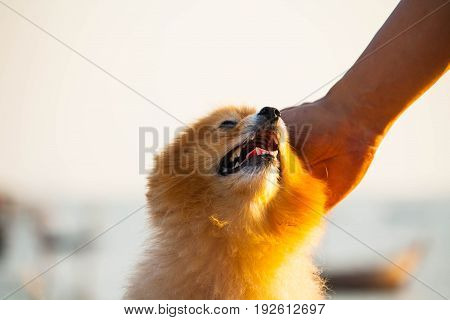 Cute Dog and owners are showing love.