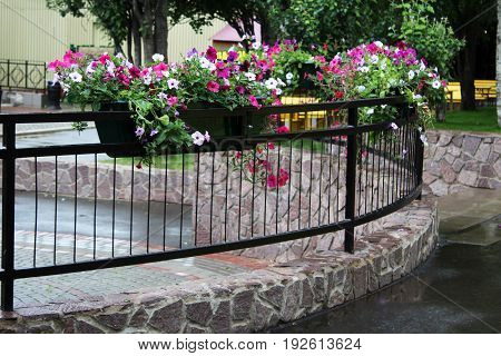 fence with pretty flowers in a yard