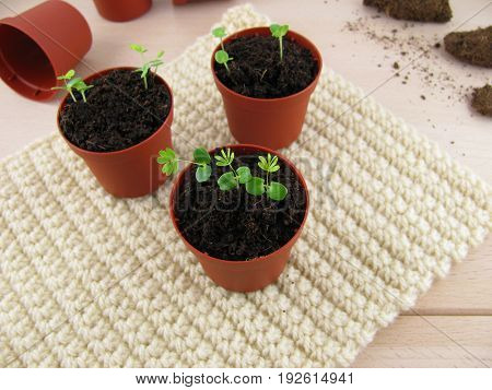 Small mimosa plants in a little flowerpot