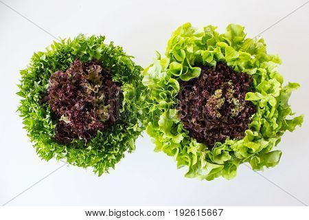 Green Organic hydroponic vegetable cultivation farm for good health