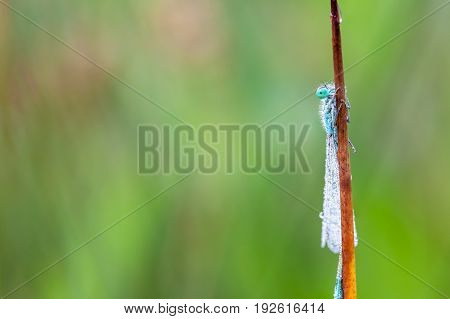 On a stick of a plant there is a goblet-marked damselfly whit dew on the wings