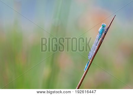 On a stick of a plant there is a goblet-marked damselfly whit dew on the wings