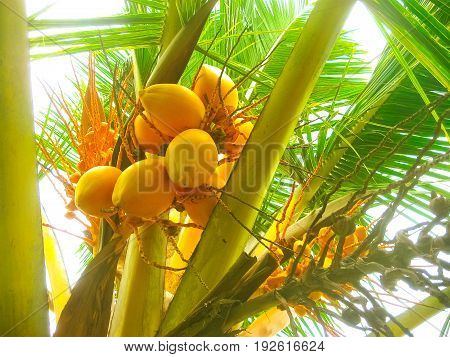 King coconut bunches growing on the palm. King coconut Cocos nucifera is a variety of coconut, native to Sri Lanka where it is known as Thembili