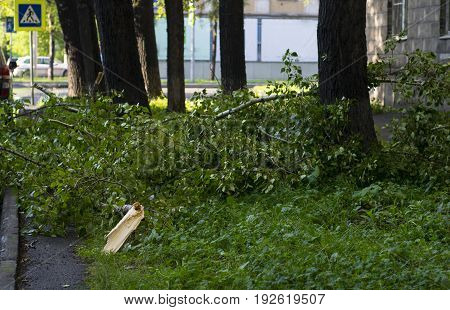 branches on the road after a storm
