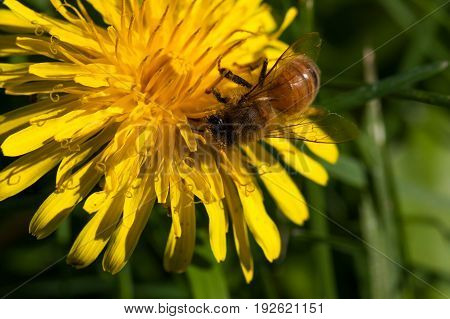 A honey bee is collecting pollen on a dandelion bloom in the sunshine.
