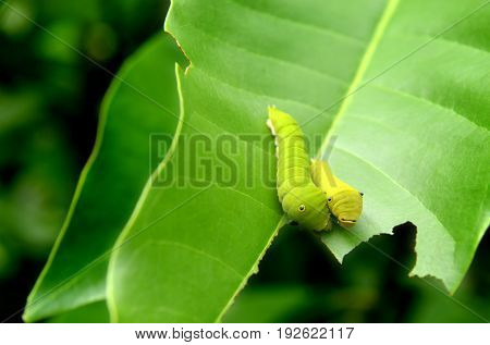 The Green Worm Of Common Jay Butterfly